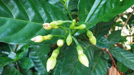 生存恐怖《瘟疫3》即将推出序章体验版 明年发售